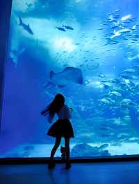 亞洲最大：濟州島水族館的攻略奉上