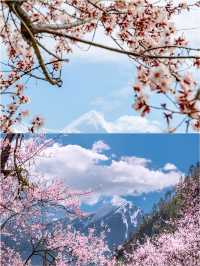 林芝桃花節