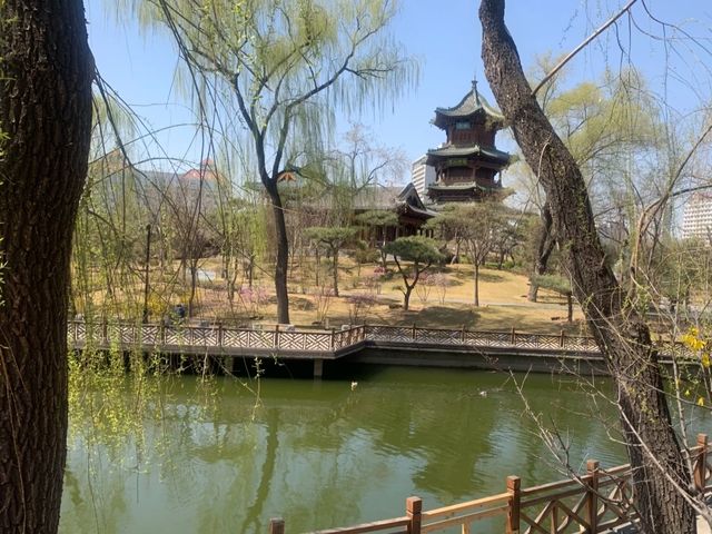 太原公園賞花→迎澤公園