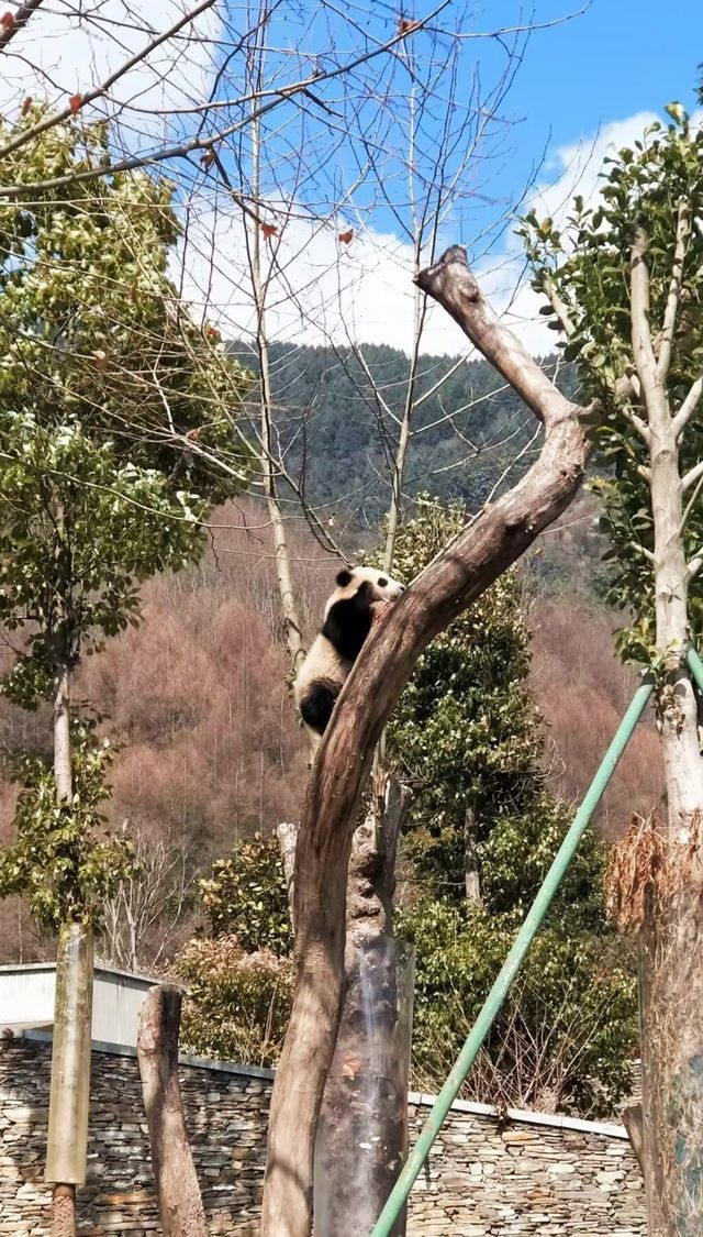 想要親眼見證熊貓，就去大熊貓的快樂故鄉吧！