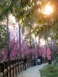 永遠相信望江樓公園的春天!