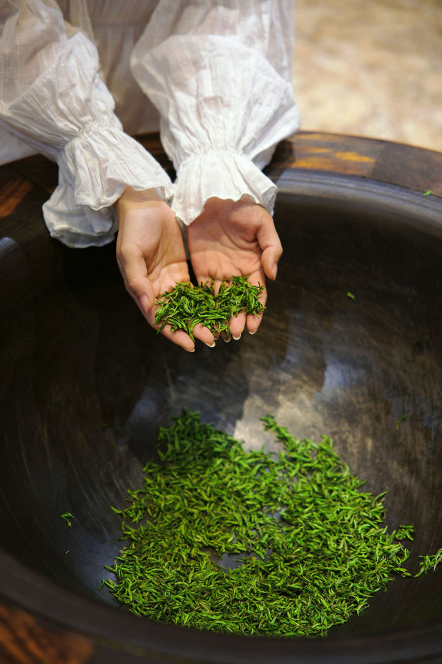 春衫薄，茶山綠體驗一下採茶的樂趣