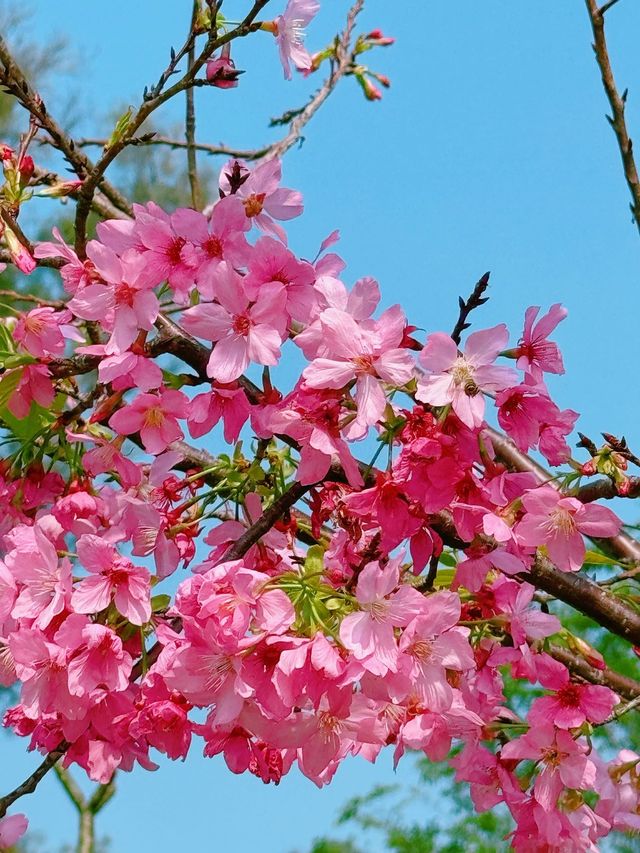 廈門狐尾山櫻花谷，春日裡的櫻花