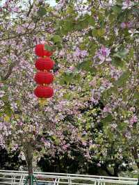 廣州｜看花的季節怎麼少得了海珠濕地公園