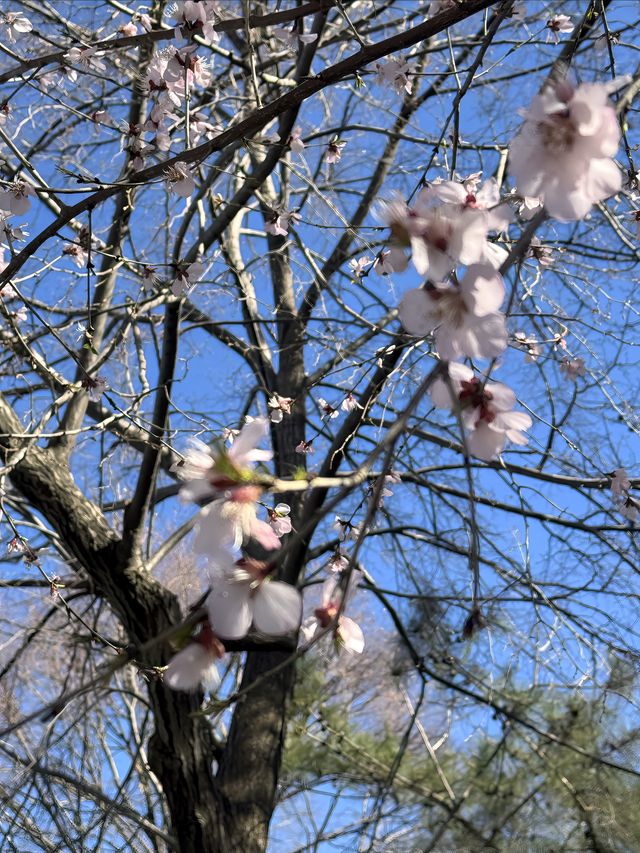 20分鐘公園理論｜北海公園去不夠！！！