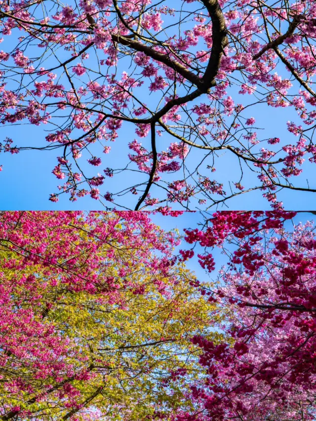 台品桜園でロマンチックな桜を見る