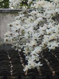 雲薖園之美：玉蘭花與古建築的交相輝映