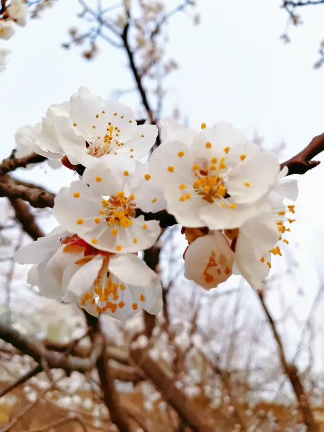 The capital is filled with flying flowers everywhere