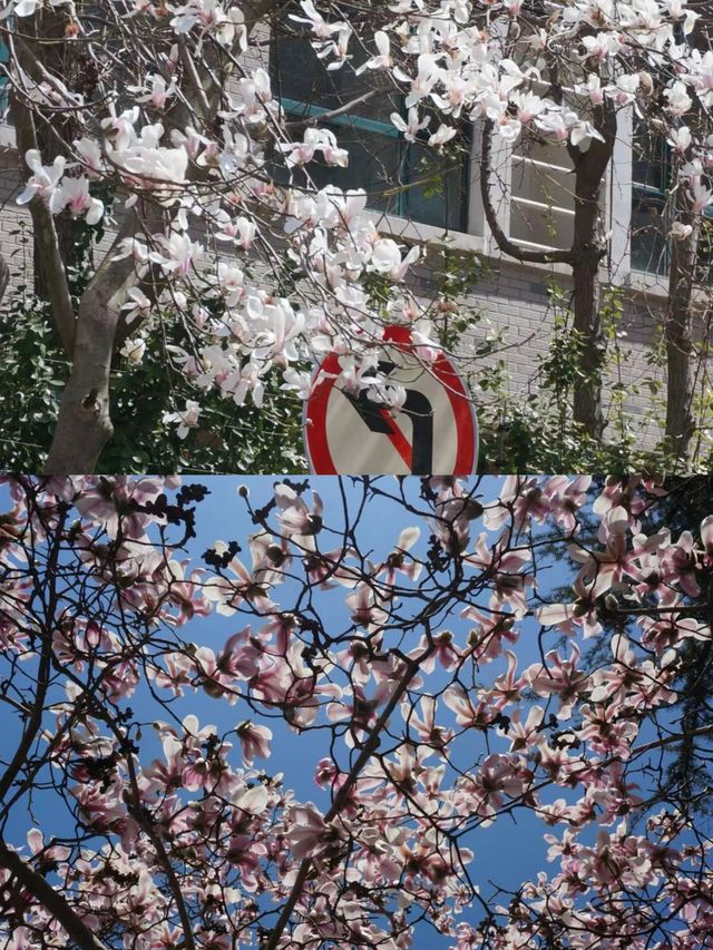 青島玉蘭花開啦錯過又要等一年