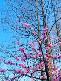 很受歡迎的小眾花園| 真如公園