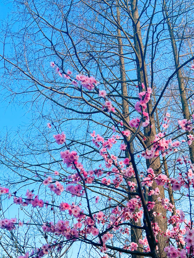 很受歡迎的小眾花園| 真如公園