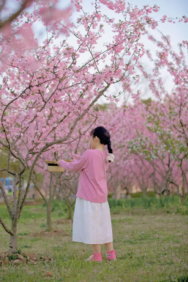 수조 이 무인의 해당림, 빨리 와서 찍어라!