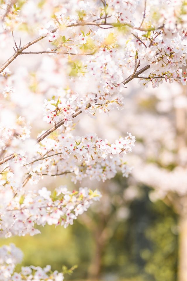 上海賞櫻聖地|顧村公園櫻花爛漫正當時