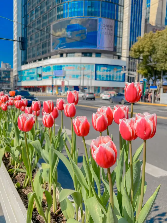 Tulip Viewing in the Magic City | Tulips at Jing'an Temple started blooming in February!