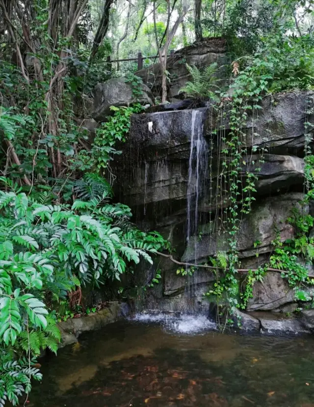 Escape the Heat Outdoors | Only 1% of Shenzhen Residents Know This Obscure Forest Hideaway