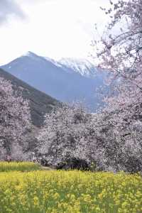 嘎拉村 | 遇見雪山下的最美桃花