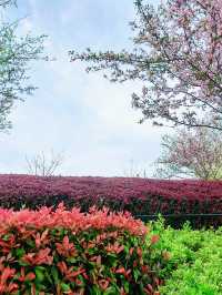 千島湖秀水廣場，春風中帶著花香