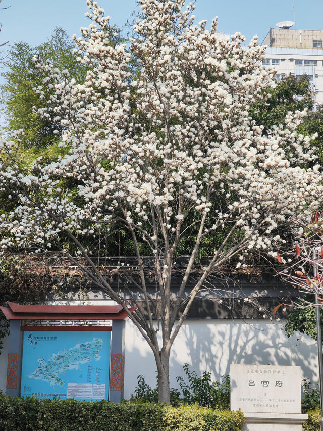 常州玉蘭花地圖三月頂流