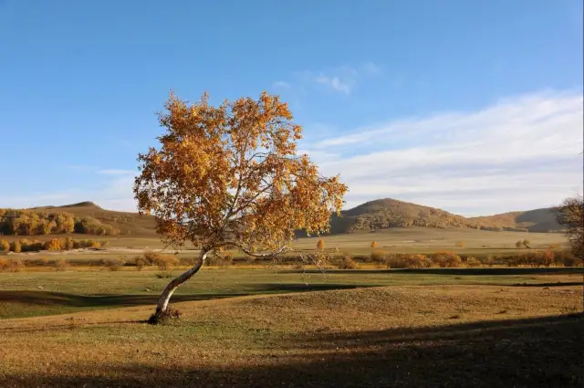 I lament the fleeting nature of my life and envy the endless beauty of the autumn colors in the Ulan Buh grasslands