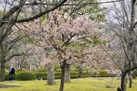 京都東寺也是賞櫻名所之一