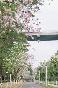 發現廣州絕美紫荊花綠道｜一大片，人少