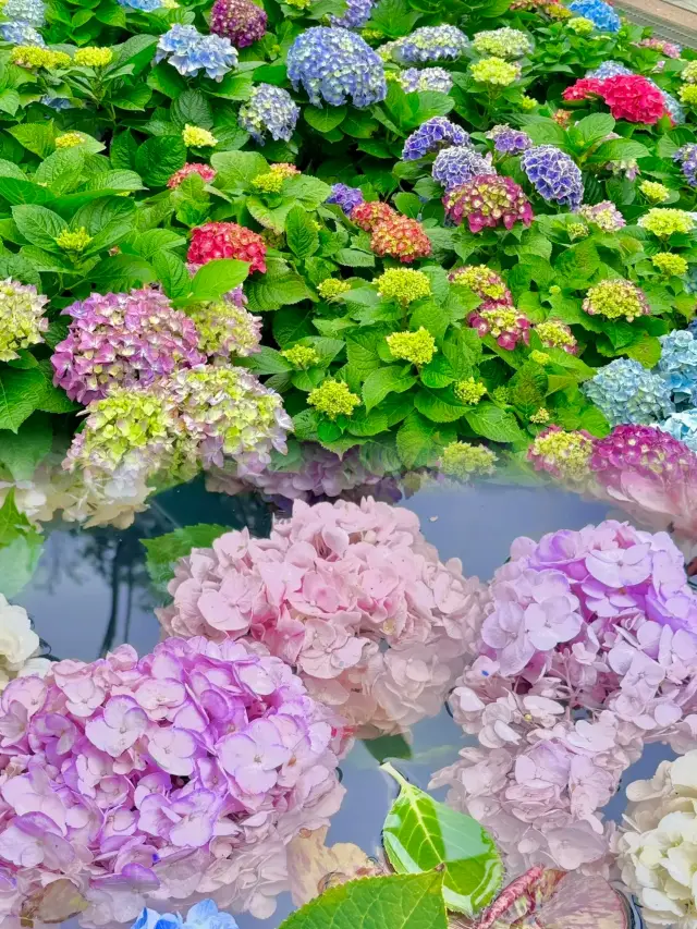 Yuntai Garden has a new flower exhibition, hurry up, family members