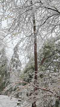 最美雪景｜春天冻雨覆蓋下的東林寺淨土苑