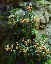 新加坡國立植物園 胡姬花園蘭花品種上千，稀有蝴蝶蘭