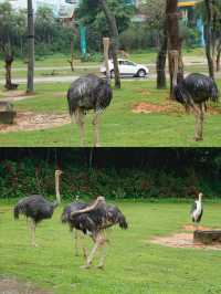 廣州長隆野生動物園