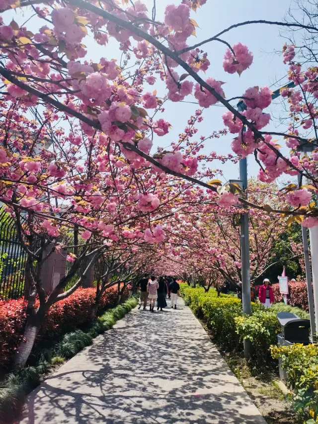 ピンク色の夜桜は、まるで無数の小さな珠が枝に吊るされているかのようです