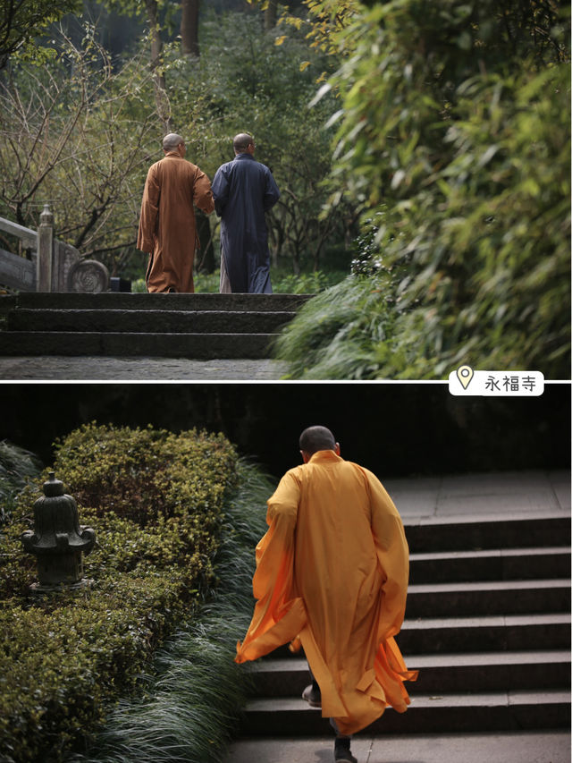 Beyond the Lingyin Temple, I recommend two serene spots for appreciating osmanthus. They are perfect for those who follow the Buddhist way of life, enjoy petting cats, and savor temple coffee.