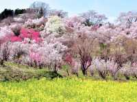 Sakura Hidden Paradise of Hanamiyama