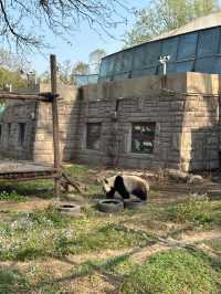 北京動物園|五一遛娃好去處