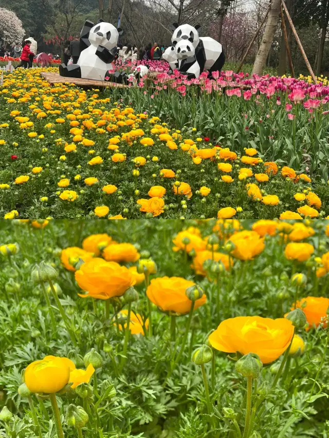 重慶動物園丨服了 你真的