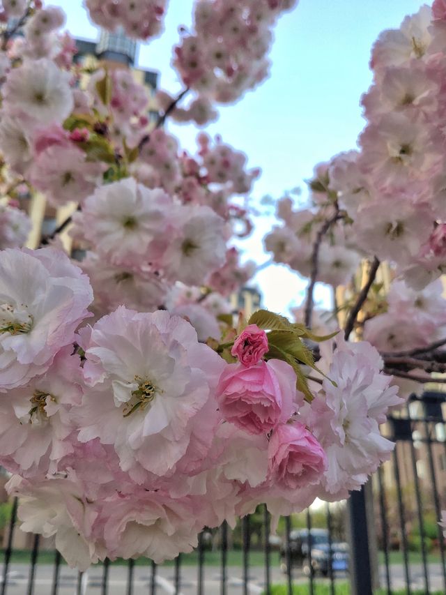 龍湖葡醍海灣的晚櫻，在穀雨時節隆重登場