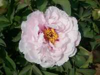 洛陽「網紅」牡丹合集來了!看哪朵戳中你的「心巴」?