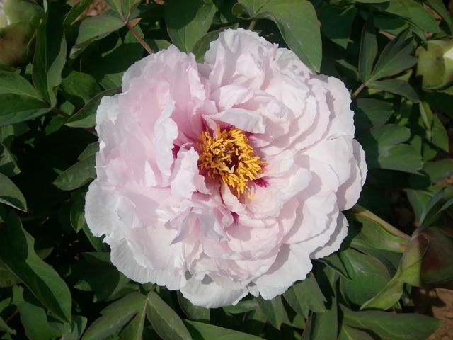 洛陽「網紅」牡丹合集來了!看哪朵戳中你的「心巴」? 洛陽「網紅」牡丹合集來了!看哪朵戳中你的「心巴」?