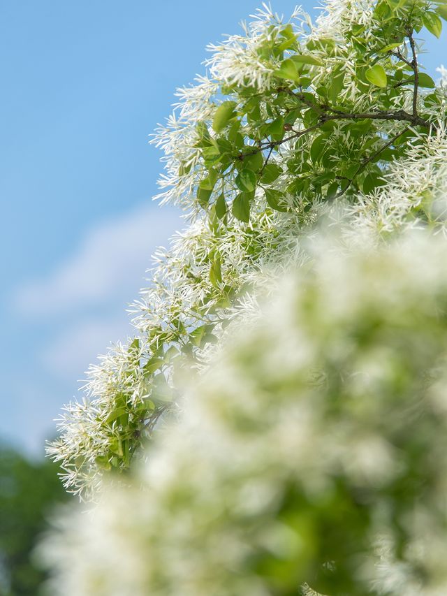 京城花海天花板國家植物園流蘇賞花攻略