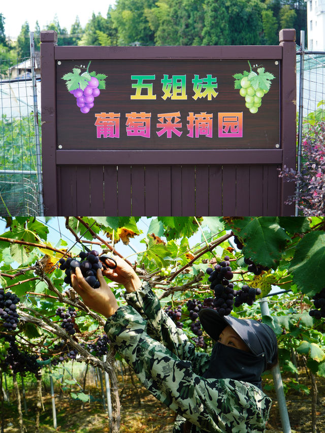 水果腦袋夏天無腦衝柘榮際頭村🪷