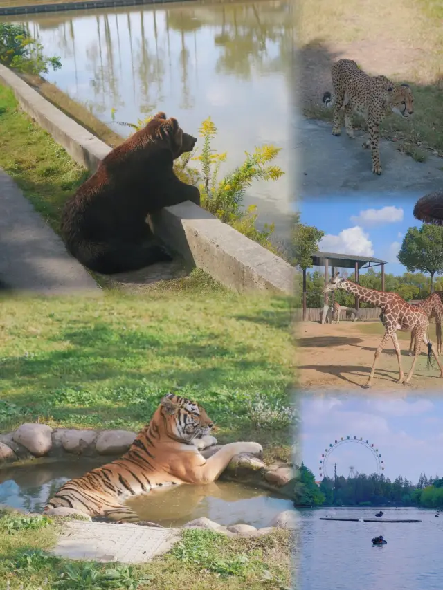 상하이 야생동물원 공략: 봄날의 친자 여행, 즐거움이 끝이 없다!