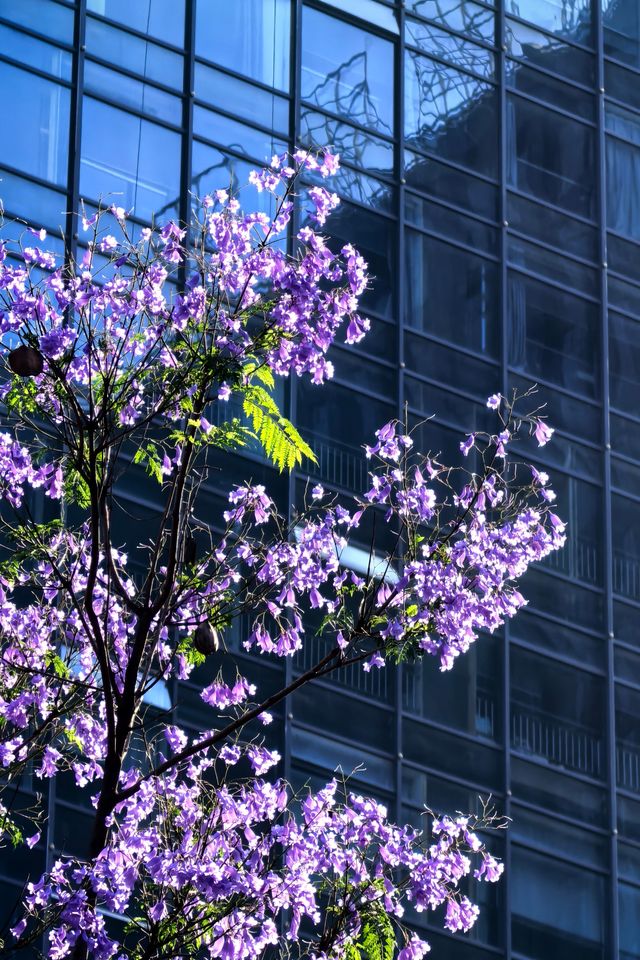 國華街上藍花楹
