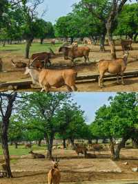 秦嶺野生動物園開園了，不一樣的體驗