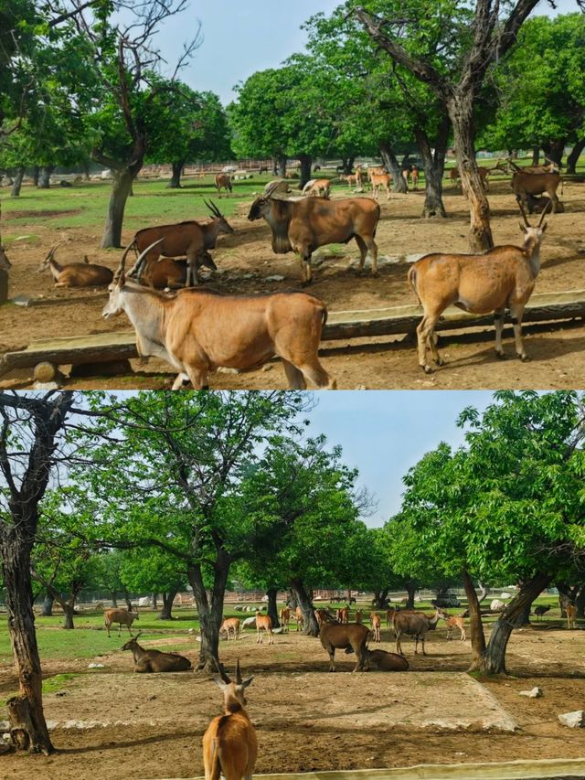 秦嶺野生動物園開園了，不一樣的體驗