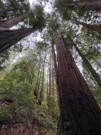 Sequoia紅杉國家公園攻略｜國家聖誕樹