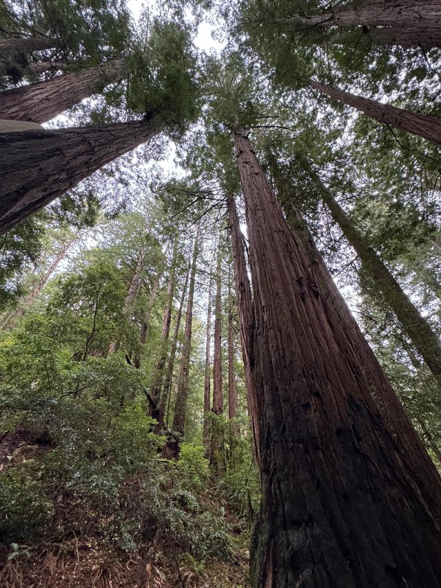 Sequoia紅杉國家公園攻略｜國家聖誕樹
