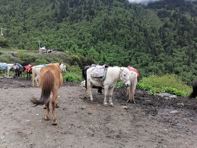 四姑娘山之長坪溝