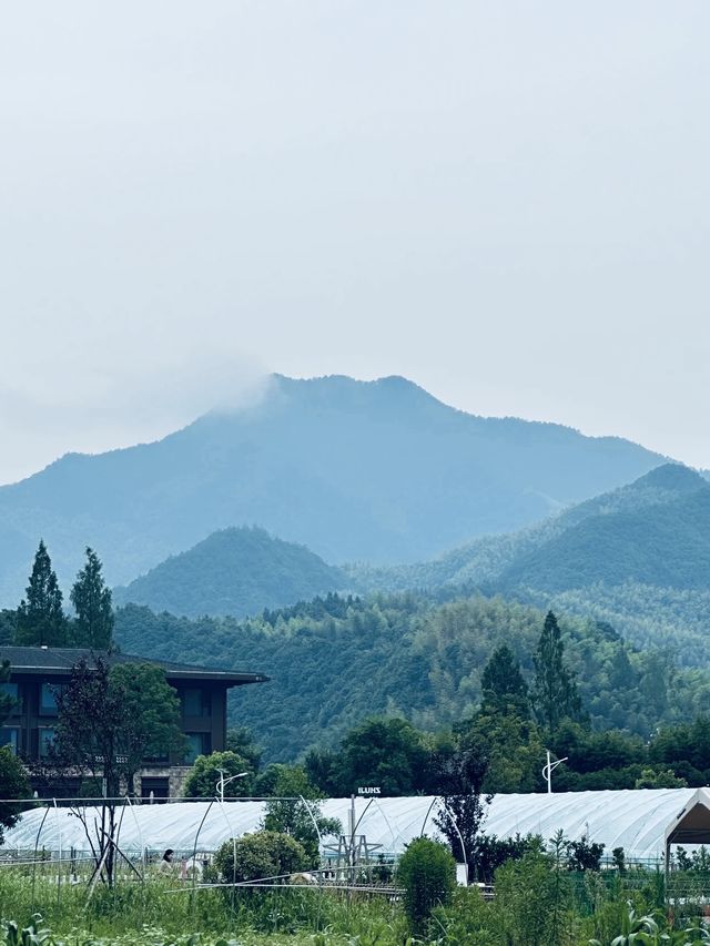 江浙沪暑期溜娃｜去诸暨芳草地度假酒店吧