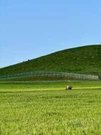 京北阿勒泰又美又涼快～愛馬農場落日餘暉