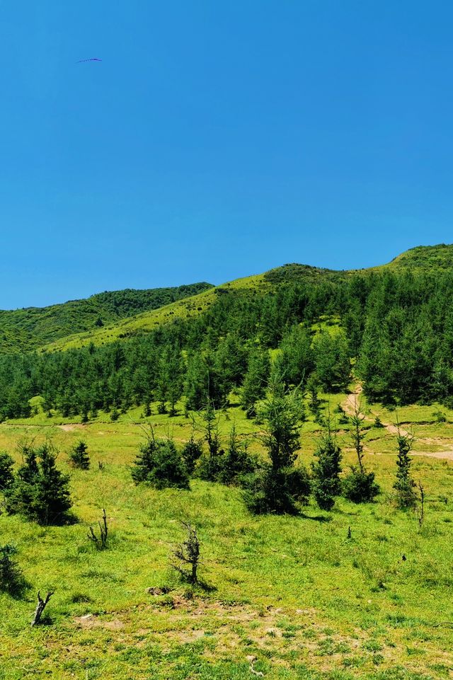 林深時見鹿 甘肅蘭州附近的高山鹿場與梅花親密接觸