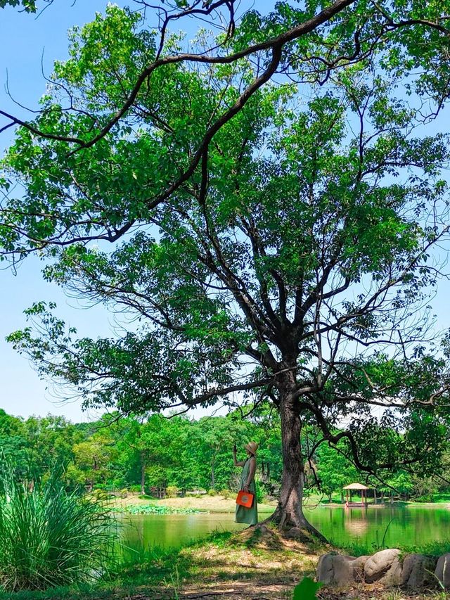 後悔才來長沙被嚴重低估的小眾吸氧公園